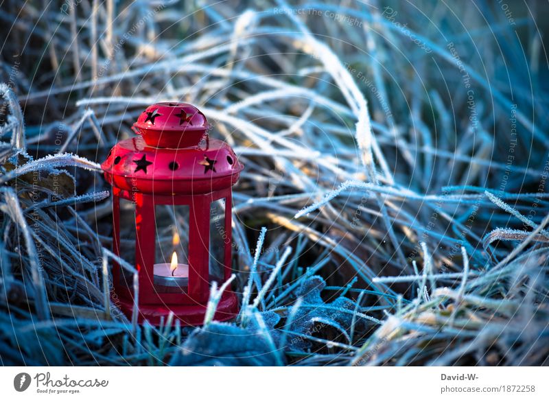 chill Christmas & Advent Art Environment Nature Landscape Fire Winter Climate Climate change Beautiful weather Snow Plant Grass Bushes Meadow Field Illuminate