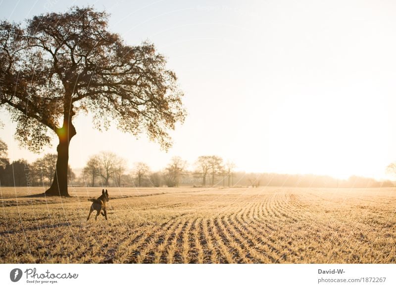 Freedom - dog runs onto the field in sunlight Dog Running Shepherd dog Joy Sunlight Sunset tree take a walk Pet out Animal Colour photo Exterior shot Walking