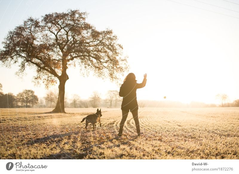 playing ball with the dog outside in the nature at sunrise Dog Playing ball Ball Throw mistress stroll Joy Ball sports Exterior shot Colour photo Sky Movement