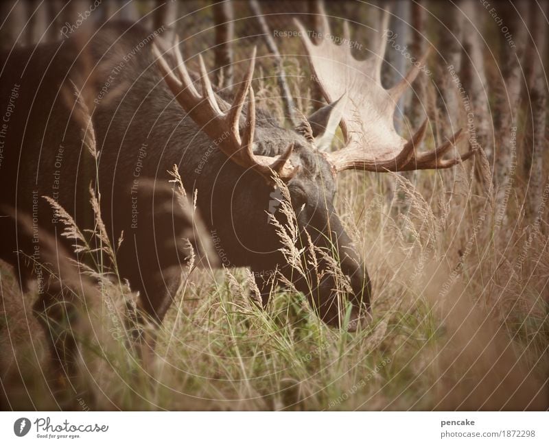 shovel excavator Nature Landscape Elements Earth Autumn Tree Grass Bushes Forest Animal Wild animal 1 To feed Smiling Exceptional Gigantic Elk Bull Moose