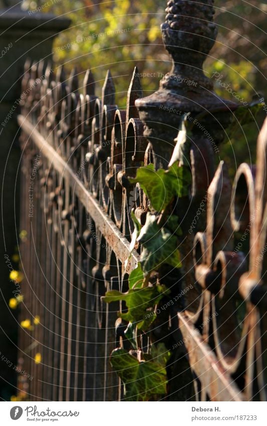 fenced Living or residing Garden Autumn Beautiful weather Plant Ivy Park Growth Point Thorny Brown Green Safety Protection Romance Conscientiously Orderliness