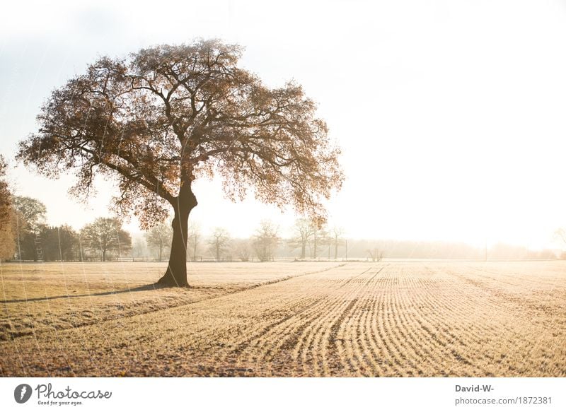 Golden hour Environment Nature Landscape Earth Sky Cloudless sky Sun Sunrise Sunset Sunlight Autumn Winter Climate Weather Beautiful weather Ice Frost Plant