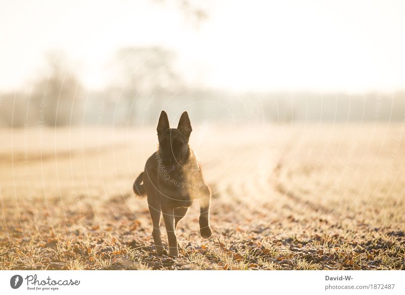 out in nature with the dog on a cool winter morning Dog acre Sunlight Sunset Sunbeam Yellow Observe Looking into the camera Breath chill Frost icily Winter