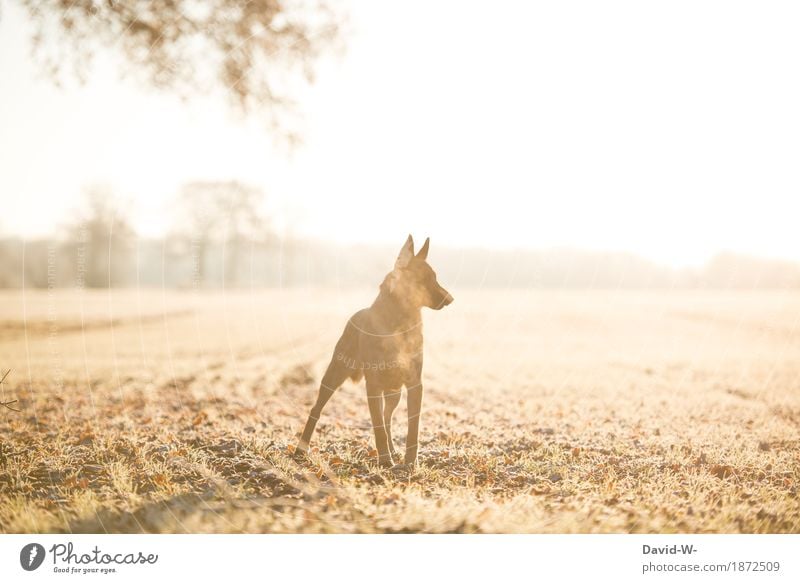 Without leash Elegant Beautiful Athletic Fitness Life Harmonious Contentment Senses Relaxation Calm Leisure and hobbies Trip Far-off places Freedom Winter