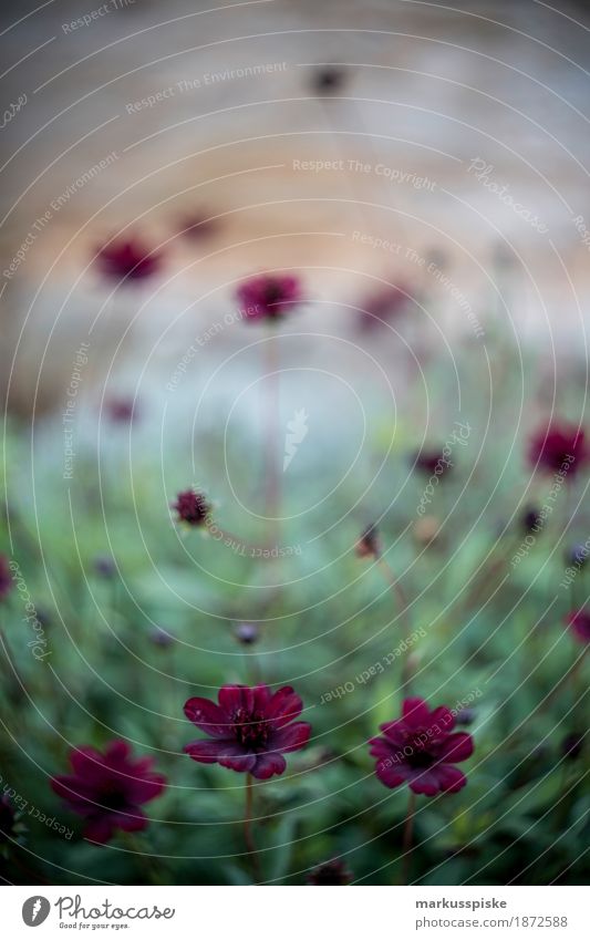 autumn flowers swirly bokeh Joy Calm Leisure and hobbies Summer Summer vacation Garden Thanksgiving Environment Nature Plant Animal Flower Leaf Blossom