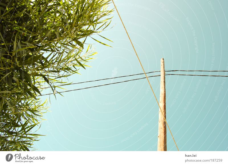 green & blue Colour photo Exterior shot Deserted Copy Space right Blue Green Plant Tree Bushes Leaf Electricity pylon Cable Wood Blue sky Beautiful weather