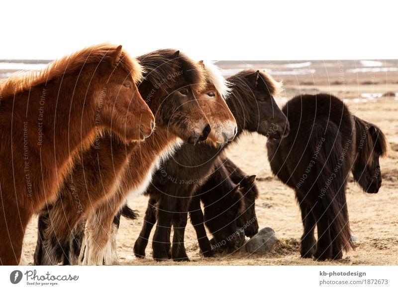 Herd of Icelandic ponies on a meadow Winter Horse Vacation & Travel Iceland pony Iceland ponies brown mane Bangs Icelanders ride horses animal mammal breeding