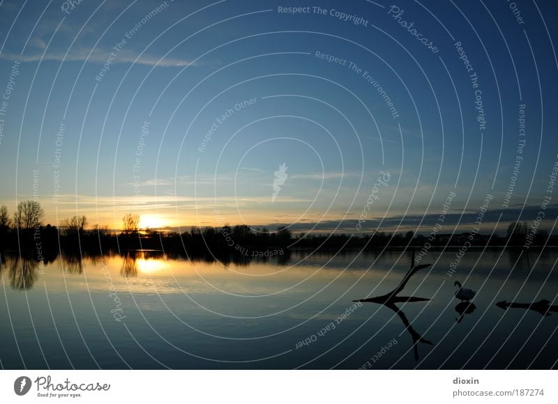 blue hour - prologue Relaxation Calm Nature Landscape Water Sky Clouds Sun Sunrise Sunset Sunlight Beautiful weather Tree Lakeside Wild animal Bird 1 Animal