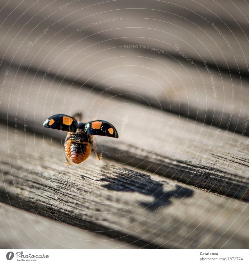 landing Flying Animal Autumn Beautiful weather Terrace Beetle Ladybird 1 Wood Movement pretty Brown Orange Happy Protection Life Energy Sustainability Nature