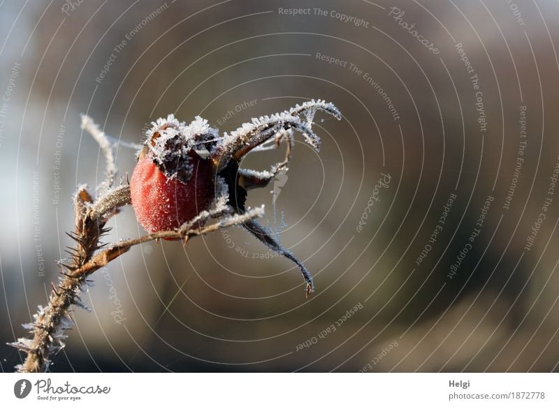 icy work of art Environment Nature Plant Winter Beautiful weather Ice Frost Wild plant Rose hip Forest Freeze To dry up Authentic Exceptional Uniqueness Cold