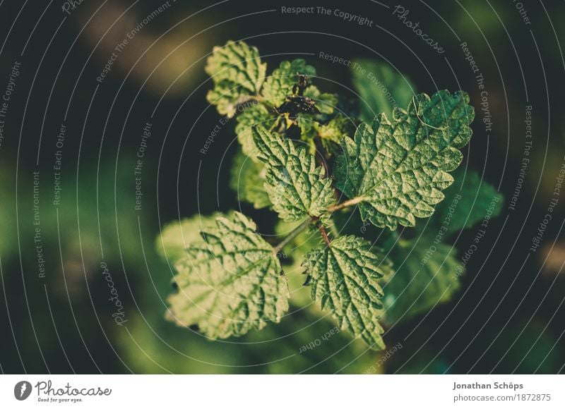 Macro walk V Environment Nature Plant Leaf Foliage plant Garden Park Meadow Esthetic Green Edge of the forest Attentive Growth Ecological Bird's-eye view