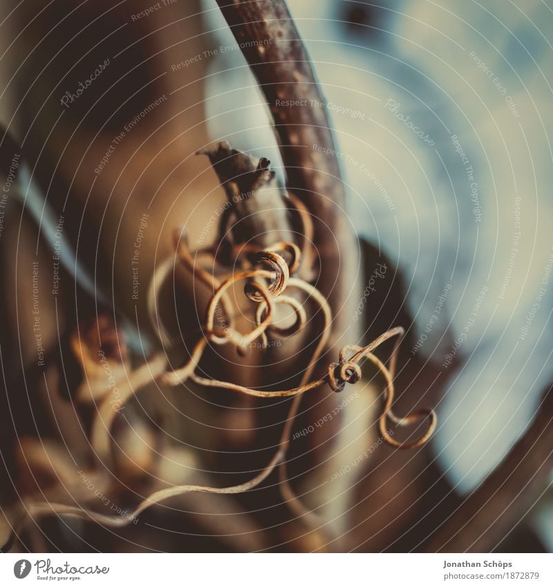 Macro walk III Environment Nature Esthetic Willow corkscrew Macro (Extreme close-up) Brown Corkscrew Round Curved Individual Close-up Detail Exterior shot