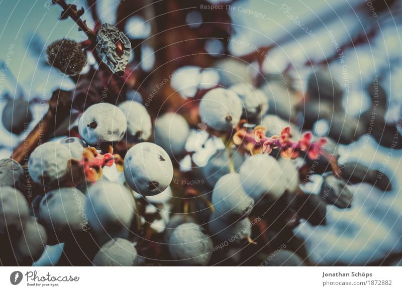 Blossoms of Winter VIII Garden Environment Nature Plant Bushes Cold Many Soft Blue Red Berries Hedge Colour photo Exterior shot Close-up Detail