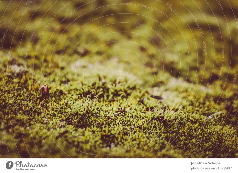 Nothing going on without moss I Environment Nature Plant Moss Garden Park Meadow Forest Esthetic Macro (Extreme close-up) Detail Small Diminutive Carpet of moss