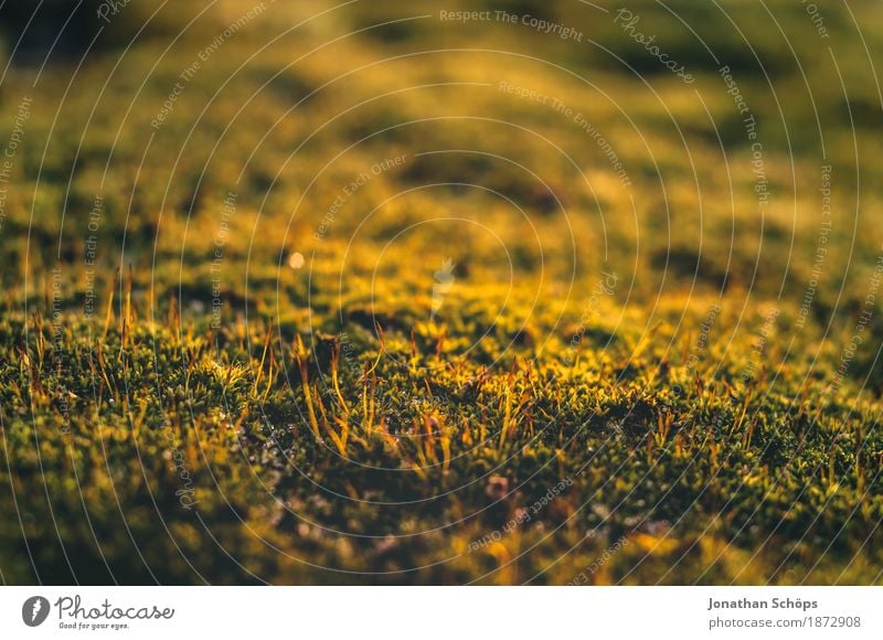 Nothing going on without moss V Environment Nature Plant Moss Garden Park Meadow Forest Esthetic Macro (Extreme close-up) Detail Carpet of moss Exterior shot