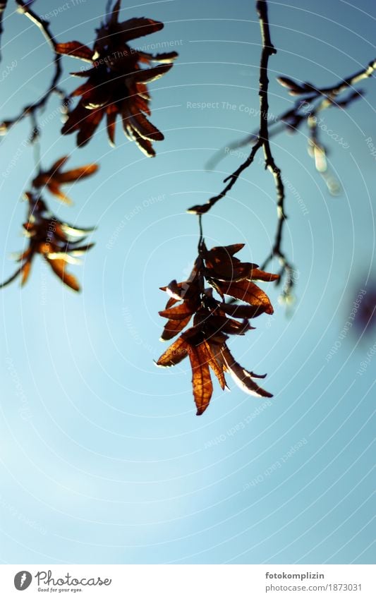 autumn leaves dangling from a branch Autumn Leaf Sámen Branch Hang Brown Transience End Apocalyptic sentiment Sadness Decline seed stand Change autumn light