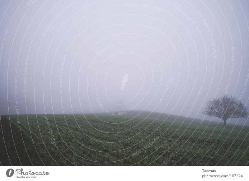 foggy days Landscape Autumn Fog Tree Field Freedom Serene Cold Power Calm Environment Subdued colour Exterior shot Deserted Copy Space top Shadow