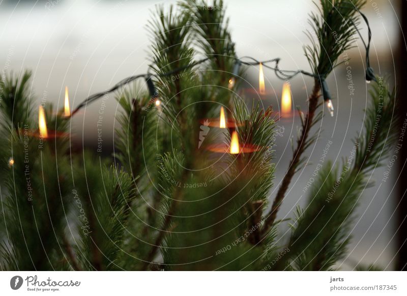 Advent, Advent..... Garden Decoration Candle Hope jarts Window Colour photo Exterior shot Interior shot Deserted Copy Space top Copy Space bottom Day Light