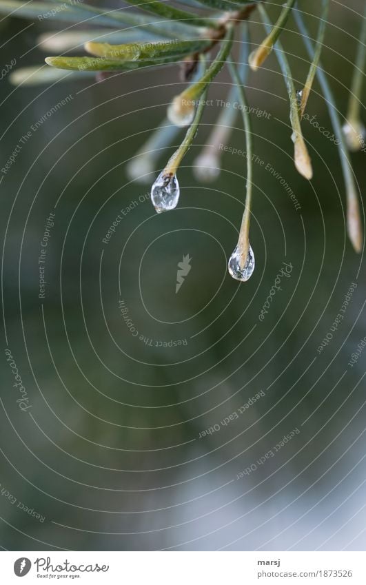 needle droplets Nature Winter Ice Frost Plant Fir needle Hang Natural Small Ice droplets Frozen needle tip Colour photo Subdued colour Exterior shot Close-up