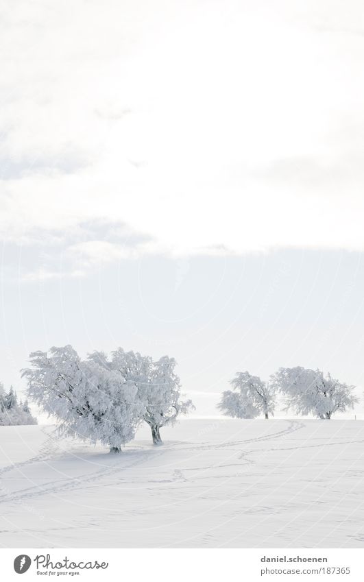 Portrait format exhibition in Iceland Vacation & Travel Tourism Winter Snow Winter vacation Winter sports Landscape Climate Beautiful weather Frost Bright White