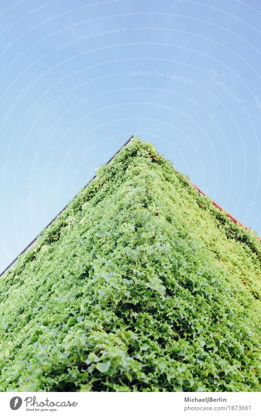 House overgrown with green plants Nature Plant Spring Leaf Foliage plant Creeper Deserted House (Residential Structure) Manmade structures Building Architecture