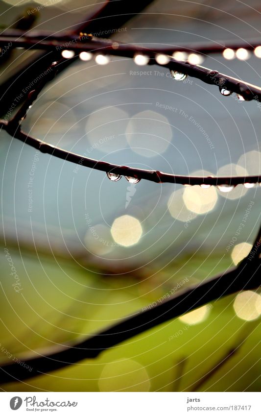 After that. Environment Nature Drops of water Sunlight Weather Rain Tree Fresh Glittering Wet Natural Blue Green Calm jarts Colour photo Exterior shot Close-up