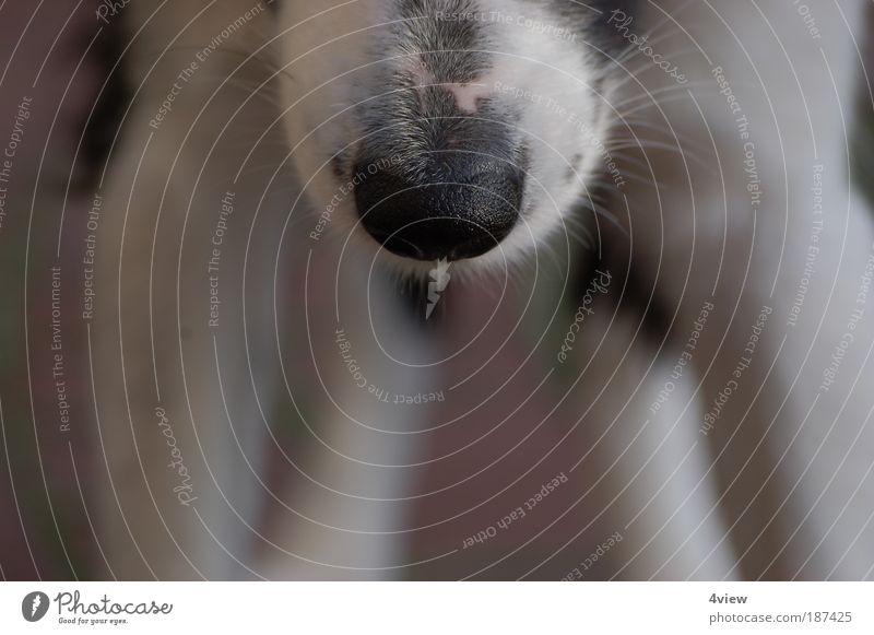 cold snout Animal Dog Animal face Senses Snout Pelt Colour photo Exterior shot Close-up Copy Space bottom Motion blur Long shot Nose Day