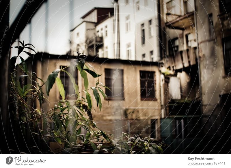 idyllic backyard Flat (apartment) House (Residential Structure) Redecorate Plant Wild plant Town Deserted High-rise Building Facade Balcony Fence Old Threat