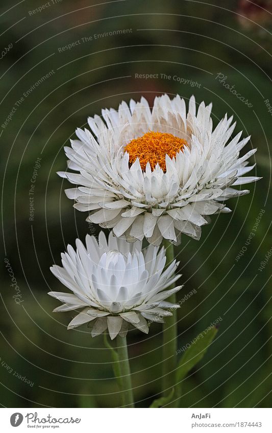 straw flowers Nature Plant Summer Flower Blossom Wild plant Garden Esthetic Elegant Friendliness Fresh Near Yellow Green White Happiness Beautiful Cleanliness