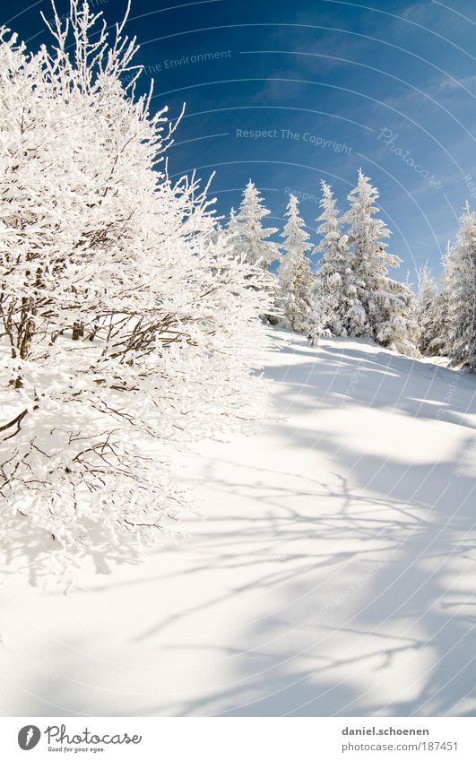 winter walk Environment Nature Landscape Sky Cloudless sky Winter Beautiful weather Ice Frost Snow Tree Blue White Winter sun Winter walk Light Shadow Sunlight