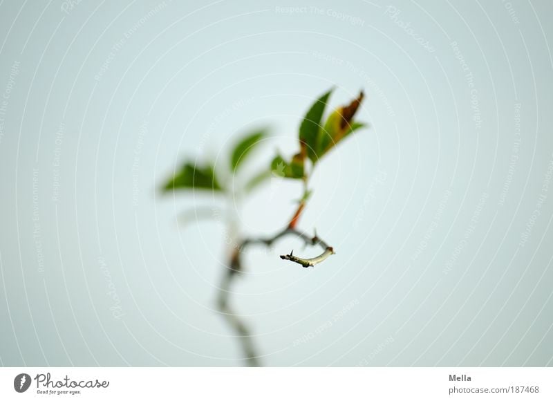 hedge-rose solitude Environment Nature Plant Sky Rose Leaf Wild plant Dog rose Thorn Faded Growth Long Point Gray Moody Romance Calm Loneliness Colour photo