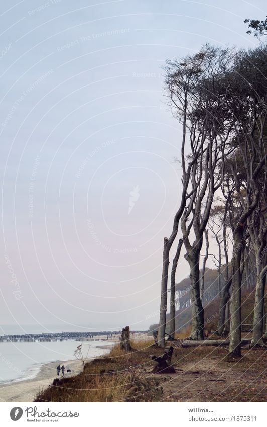 Ghost forest Nienhagen Beach coastal forest Baltic Sea Destination Sandy beach Relaxation To go for a walk Walk on the beach Park bench Couple Copy Space left