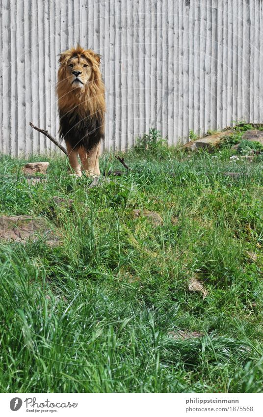 Panthera Leo Nature Summer Beautiful weather Animal Wild animal Zoo 1 Honor Bravery Power Willpower Adventure Elegant Lion Savannah Colour photo Exterior shot