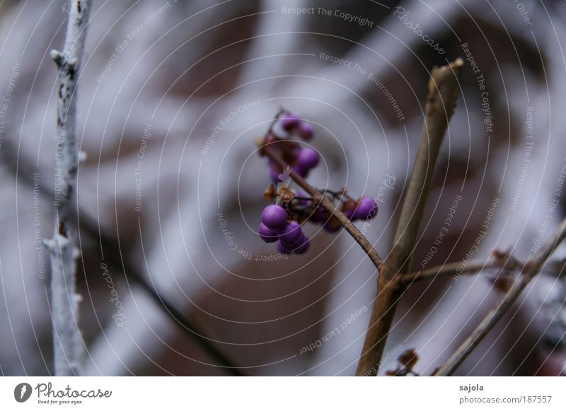 purple in white [Colmar12|12|09] Environment Plant Violet Branch Snow Decoration White Cold Colour photo Subdued colour Exterior shot Day Berries Winter