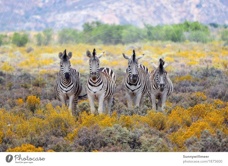 Zebras in Southafrica Environment Nature Animal Wild animal Zoo 4 Group of animals Herd Stand Esthetic Far-off places Yellow Green Black White Happiness