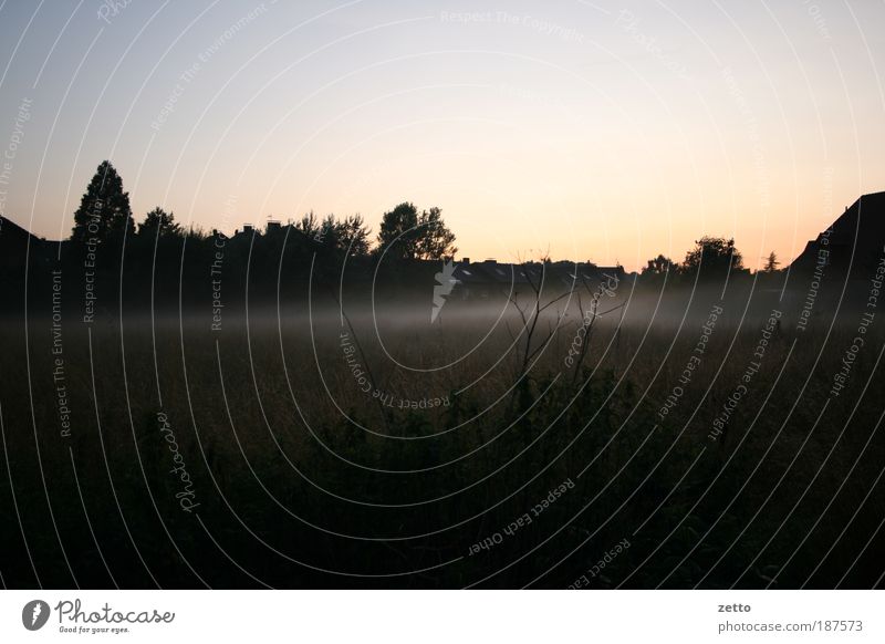 wafts of mist Nature Landscape Autumn Fog Plant Bushes Meadow Field Natural Contentment Mysterious Moody Shroud of fog Morning fog Dawn Silhouette Colour photo