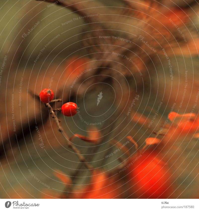 two currants Environment Nature Landscape Plant Bushes Park Growth Beautiful Natural Juicy Red Colour photo Exterior shot Close-up Deserted Copy Space right