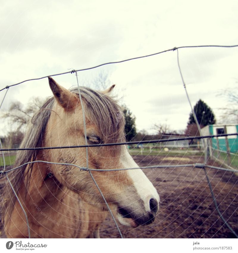 Lonely. Animal Horse Animal face 1 Compassion Calm Loneliness Pasture Fence Colour photo Subdued colour Exterior shot Deserted Day Animal portrait Looking away