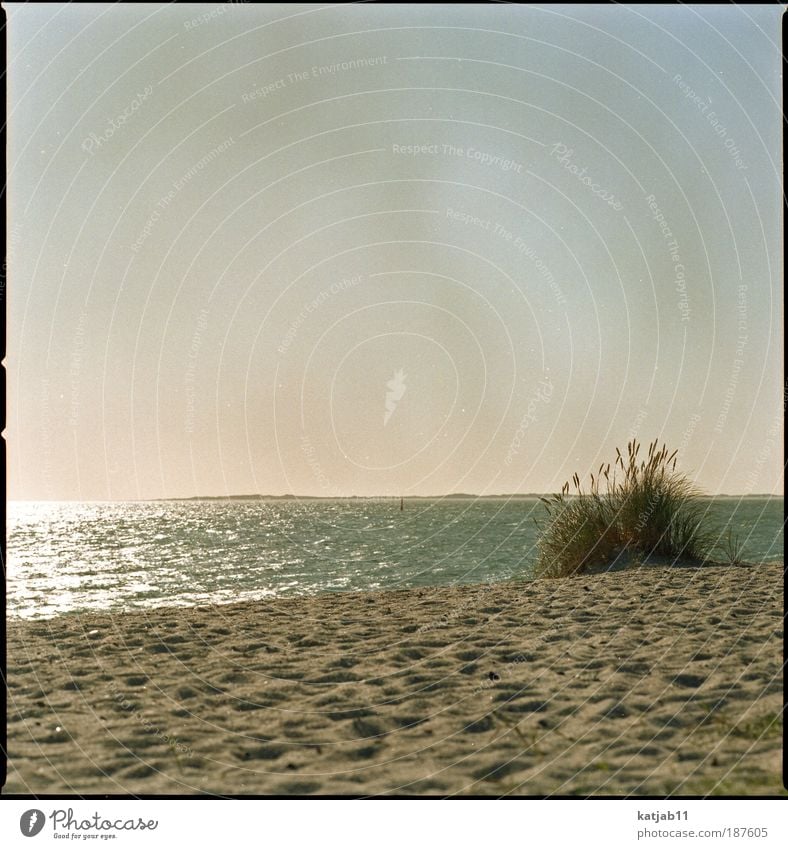 seaside Nature Landscape Plant Sand Water Cloudless sky Sunlight Summer Beautiful weather marram grass Coast Beach North Sea Ocean Island Sylt Moody Calm