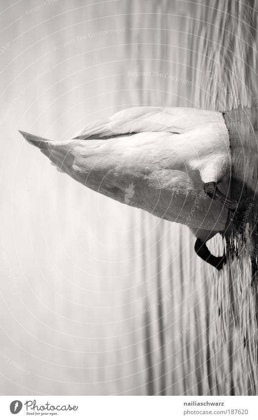 lagging Animal Wild animal Bird Swan 1 Dive Gray Black White Black & white photo Exterior shot Close-up Deserted Copy Space top Copy Space bottom Day Light