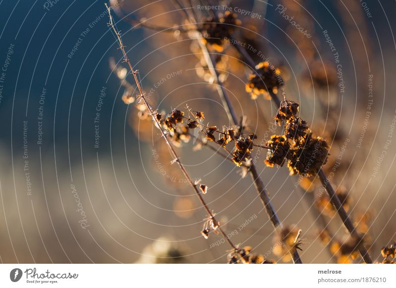 winter lights Environment Nature Drops of water Sky Winter Beautiful weather Plant Bushes Leaf Wild plant Twigs and branches Forest Blur Visual spectacle