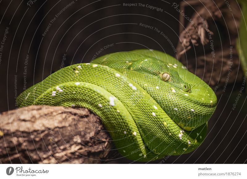 sleeper Tree Animal Snake 1 Sleep Dry Brown Green Boa Branch Colour photo Close-up Deserted Copy Space left Copy Space right Copy Space top Copy Space bottom