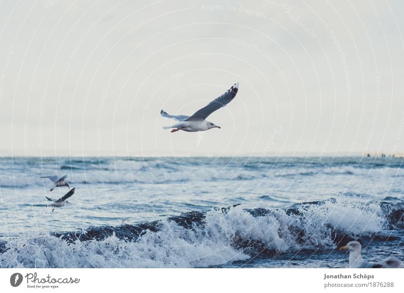 Seagulls in Binz VII Bird Group of animals Gull birds Winter Cold Blue Baltic Sea Rügen Beach Water Ocean Sand Foraging Colour photo Exterior shot Deserted Day