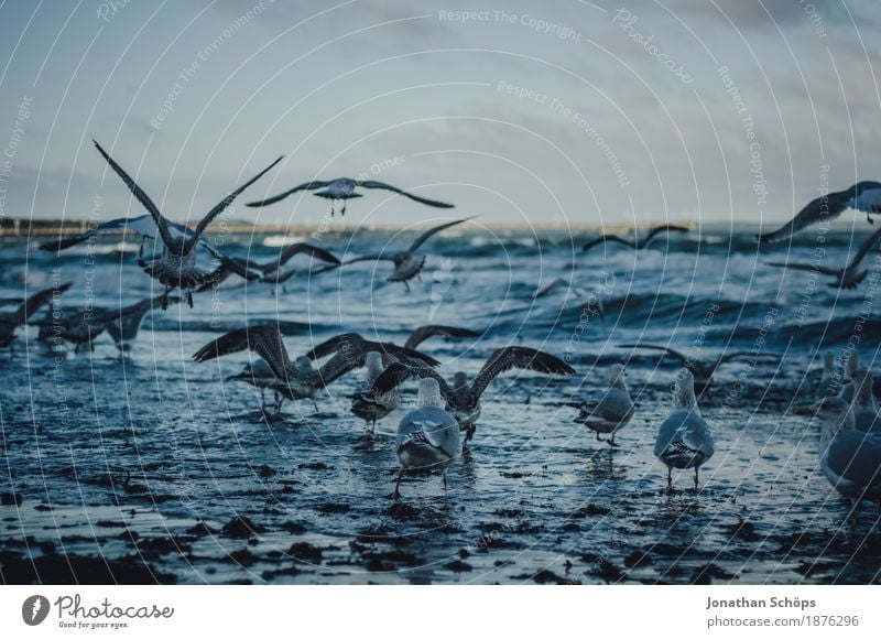 Seagulls in Binz VII Bird Group of animals Gull birds Winter Cold Blue Baltic Sea Rügen Beach Water Ocean Sand Foraging Colour photo Exterior shot Deserted Day