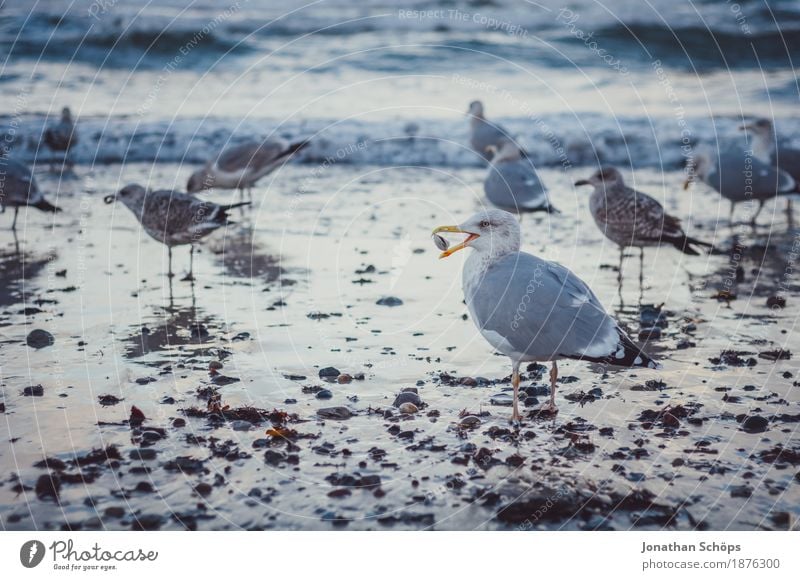 Seagulls in Binz I Bird Group of animals Flock Mussel Gull birds Winter Cold Blue Baltic Sea Rügen Beach Water Ocean Sand Foraging Walking Observe Beak To feed