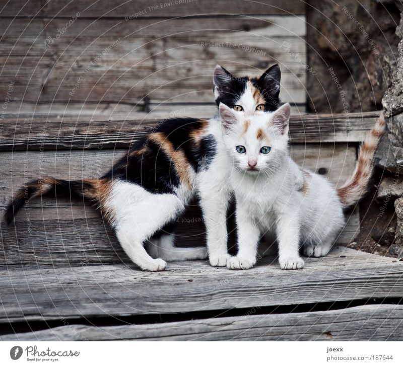 fosterlings Pet Cat 2 Animal Baby animal Looking Playing Small Curiosity Brown White Expectation Infancy Kitten wooden staircase Stairs Beautiful Watchfulness