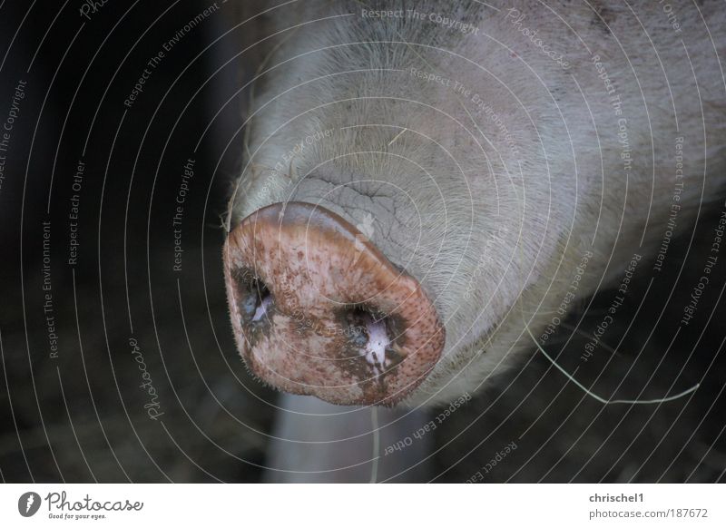 trunks Farm animal Swine Observe Pink Serene Colour photo Close-up Day Long shot Animal portrait