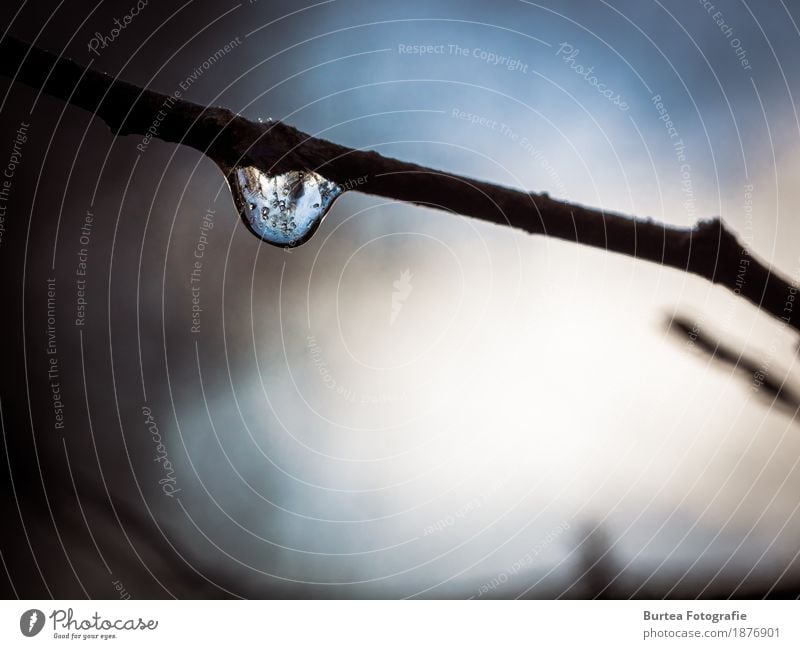 ice drop Winter Environment Nature Drops of water Sunlight Tree Forest Dark Cold Blue December Quarry Ice Burtea Photography Exterior shot Deserted Day Light