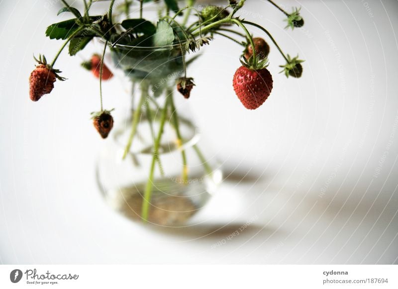 strawberries Food Fruit Nutrition Organic produce Nature Plant Esthetic Uniqueness Elegant To enjoy Idea Life Joie de vivre (Vitality) Sustainability Beautiful