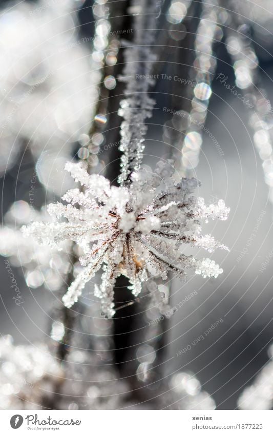 frost work Ice Frost Frostwork Flower Nature Water Winter Snow Plant Blossom Cold White Hoar frost Ice crystal Glitter Freeze Detail Back-light